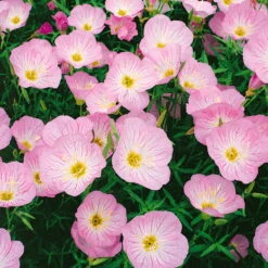 Bio Nachtkerze 'Siskiyou Pink' Rosa, Topf-Ø 11 Cm, 3er-Set -Die grüne Ecke 0310105848 nachtkerze siskiyou rosa 11 cm topf web 42374 1