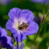 Storchschnabel 'Rozanne'® Violett, Topf-Ø 12 Cm, 3er-Set -Die grüne Ecke 0310106062 Geranium wallichianum Rozanne Koelle 11cm Topf1 67671