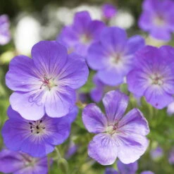 Storchschnabel 'Rozanne'® Violett, Topf-Ø 12 Cm, 3er-Set -Die grüne Ecke 0310106062 Geranium wallichianum Rozanne Koelle 11cm Topf 67672