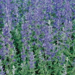 Schmetterlingsstauden Set, 19 Pflanzen Für 3 M², Bunt -Die grüne Ecke 0310106128 Nepeta faassenii Walkers Low Koelles Beste 9cm Topf hellviolett 4919