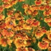 Bio Sonnenbraut 'Kokarde' Gelb-rot, Topf-Ø 11 Cm, 3er-Set -Die grüne Ecke 0310107409 Helenium Kokarde 46342