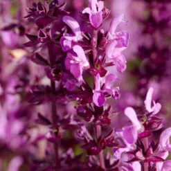 Schmetterlingsstauden Set, 19 Pflanzen Für 3 M², Bunt -Die grüne Ecke 0310107560 Salvia nemorosa Amethyst 75683