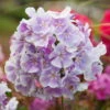Bio Flammenblume 'Franz Schubert' Hellviolett, Topf-Ø 11 Cm, 3er-Set -Die grüne Ecke 0310107611 Phlox paniculata Franz Schubert Koelle 11cm Topf hellviolett 70215