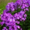 Bio Flammenblume 'Uspech' Violett, Topf-Ø 11 Cm, 3er-Set -Die grüne Ecke 0310107613 Phlox paniculata Uspech Koelle 11cm Topf violett 70213