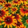 Bio Sonnenhut 'Prairie Glow' Gelb-rot, Topf-Ø 11 Cm, 3er-Set -Die grüne Ecke 0310107615 Rudbeckia triloba Prairie Glow Koelle 11cm Topf gelb rot 75686