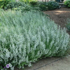 Schmetterlingsstauden Set, 19 Pflanzen Für 3 M², Bunt -Die grüne Ecke 0310107644 Calamintha nepeta Koelle 11cm Topf blau 75687 1