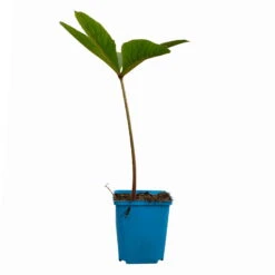 Schaublatt 'Rotlaub' Cremeweiß, Topf-Ø 11 Cm, 3er-Set -Die grüne Ecke 0310107703 Rodgersia podophylla Rotlaub cremeweiss 12 112416