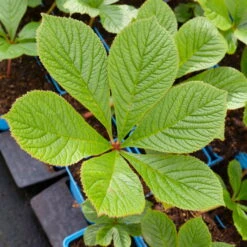 Schaublatt 'Rotlaub' Cremeweiß, Topf-Ø 11 Cm, 3er-Set -Die grüne Ecke 0310107703 Rodgersia podophylla Rotlaub cremeweiss 2 112332