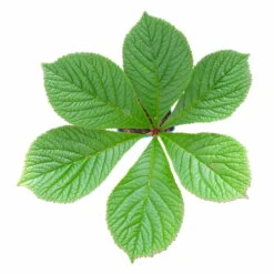 Schaublatt 'Rotlaub' Cremeweiß, Topf-Ø 11 Cm, 3er-Set -Die grüne Ecke 0310107703 Rodgersia podophylla Rotlaub cremeweiss 4 112415