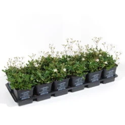 Vinca Minor Austria® (Immergrün-Duo Rot/weiß), 6er-Set, Topf 13 Cm Ø 9 Vinca Minor Austria® (Immergrün-Duo Rot/weiß), 6er-Set, Topf 13 Cm Ø -Die grüne Ecke 0310107705 Vinca minor Austria 6er Set rot weiss 2 103574