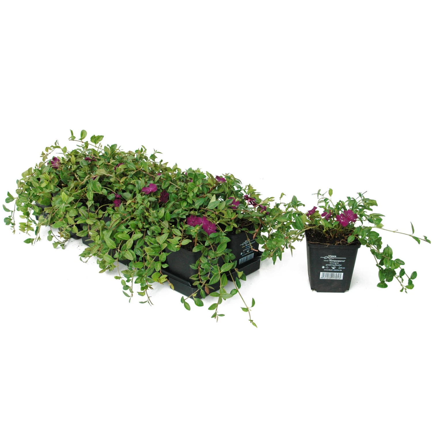 Vinca Minor Austria® (Immergrün-Duo Rot/weiß), 6er-Set, Topf 13 Cm Ø 4 Vinca Minor Austria® (Immergrün-Duo Rot/weiß), 6er-Set, Topf 13 Cm Ø – Bild 2