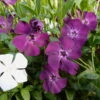 Vinca Minor Austria® (Immergrün-Duo Rot/weiß), 6er-Set, Topf 13 Cm Ø -Die grüne Ecke 0310107705 Vinca minor Austria 6er Set rot weiss 4 103573