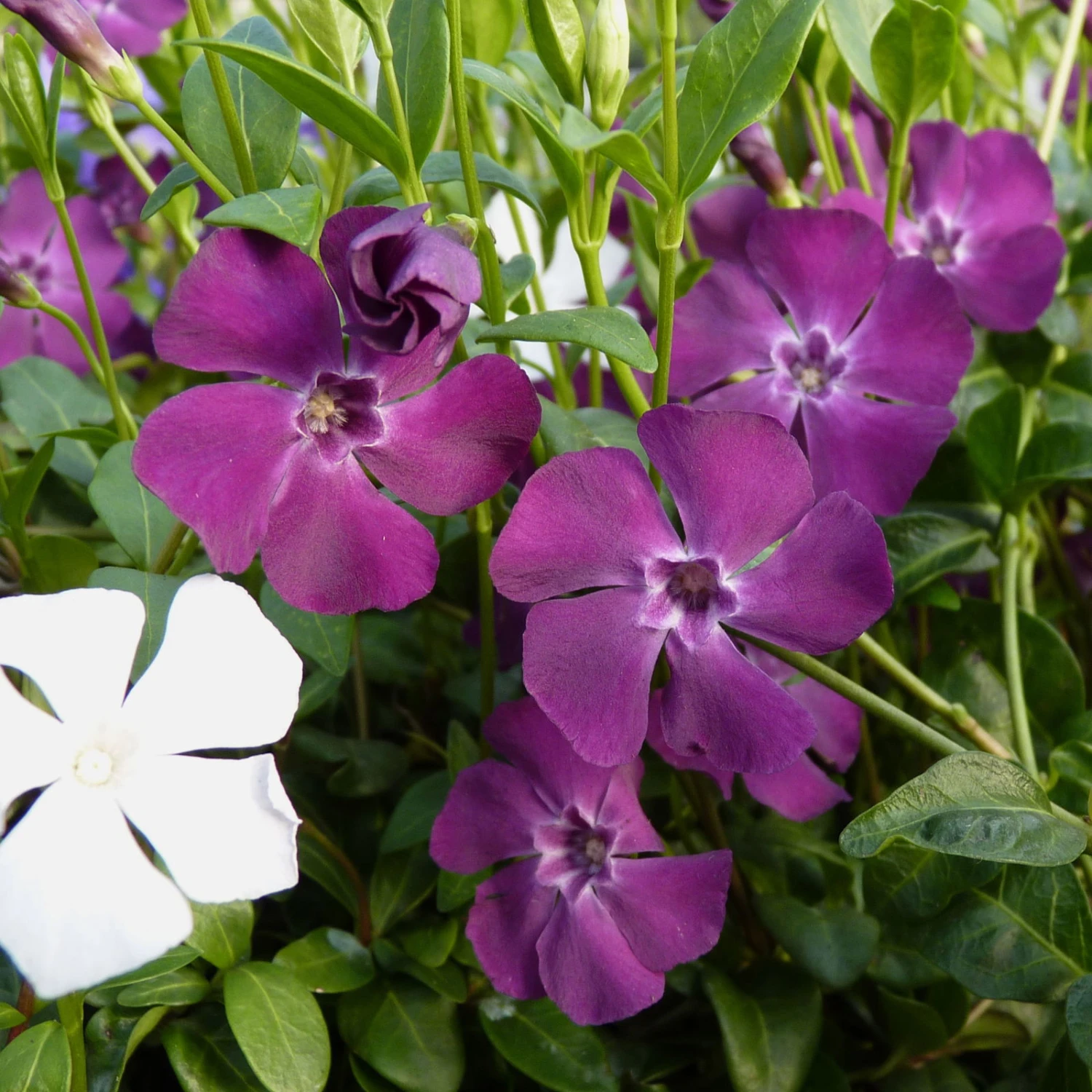 Vinca Minor Austria® (Immergrün-Duo Rot/weiß), 6er-Set, Topf 13 Cm Ø 3 Vinca Minor Austria® (Immergrün-Duo Rot/weiß), 6er-Set, Topf 13 Cm Ø