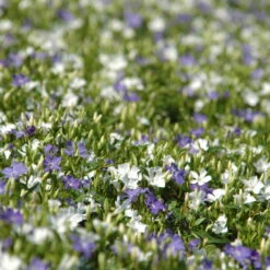 Vinca Minor Bavaria® (Immergrün-Duo Blau/weiß), 6er-Set, Topf 13 Cm Ø -Die grüne Ecke 0310107706 Vinca minor Bavaria 6er Set blau weiss 3 103902