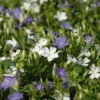 Vinca Minor Bavaria® (Immergrün-Duo Blau/weiß), 6er-Set, Topf 13 Cm Ø -Die grüne Ecke 0310107706 Vinca minor Bavaria 6er Set blau weiss 5 103900
