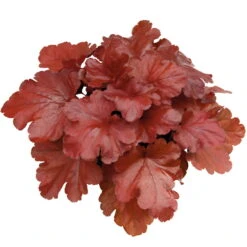 Purpurglöckchen 'Fire Alarm', Topf-Ø 12 Cm, 3er-Set -Die grüne Ecke 0310150064 KB Heuchera FireAlarm 12cmTopf Neu 39220