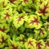 Heucherella 'Stoplight®', Topf-Ø 12 Cm, 3er-Set