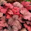 Purpurglöckchen 'Georgia Plum' Violett, Topf-Ø 12 Cm, 3er-Set -Die grüne Ecke 0310150111 KB Heuchera GeorgiaPlum 12erTopf lilarosa Neu 39226