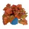 Purpurglöckchen 'Timeless Orange' Orange, Topf-Ø 12 Cm, 3er-Set -Die grüne Ecke 0310150115 K.B. Heuchera Timeless Orange 12er Topf bernstein orange 2 69991