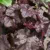 Purpurglöckchen 'Obsidian®' Schwarz, Topf-Ø 12 Cm, 3er-Set -Die grüne Ecke 0310150151 KB Heuchera Obsidian 12er Topf violett schwarz 34527