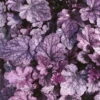 Purpurglöckchen 'Sugar Plum' Violett, Topf-Ø 12 Cm, 3er-Set -Die grüne Ecke 0310150155 KB Heuchera Sugar Plum 12er Topf silber violett 34528