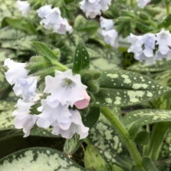 Lungenkraut 'Opal' Hellblau, Topf-Ø 12 Cm, 3er-Set -Die grüne Ecke 0310150217 Pulmonaria Opal hellblau1 76913