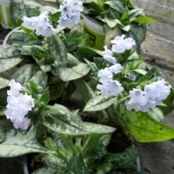 Lungenkraut 'Opal' Hellblau, Topf-Ø 12 Cm, 3er-Set -Die grüne Ecke 0310150217 Pulmonaria Opal hellblau2 76912