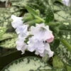 Lungenkraut 'Opal' Hellblau, Topf-Ø 12 Cm, 3er-Set -Die grüne Ecke 0310150217 Pulmonaria Opal hellblau 76911