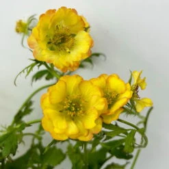 Nelkenwurz 'Nonna' Gelborange Halbgefüllt, Topf-Ø 12 Cm, 3er-Set -Die grüne Ecke 0310190533 geum nonna koelle bio 6 123838