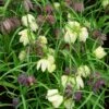 Schachbrettblume Violett , Topf-Ø 10 Cm, 3er-Set -Die grüne Ecke 0310250008 Fritillaria meleagris Koelle 10cm Topf 75007