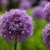 Allium 'Gladiator' Violett, Topf-Ø 14 Cm, 3er-Set -Die grüne Ecke 0310250084 Allium Gladiator Koelle 14cm Topf violett 71861
