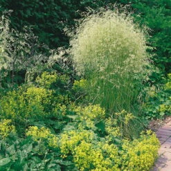 Bio Rasen-Schmiele, Topf-Ø 11 Cm, 3er-Set -Die grüne Ecke 0310300023 Deschampsia caespitosa Koelles Beste 9 11er Topf rot 4893
