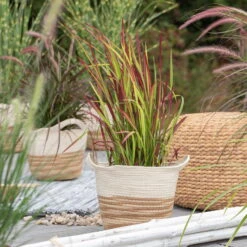 Japanisches Blutgras 'Red Baron', Blattspitzen In Rot, Topf -Ø 19 Cm -Die grüne Ecke 0310300343 Imperata cylindrica Red Baron 1 81621