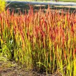 Japanisches Blutgras 'Red Baron', Blattspitzen In Rot, Topf -Ø 19 Cm -Die grüne Ecke 0310300343 Imperata cylindrica Red Baron 2 81620