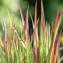 Japanisches Blutgras 'Red Baron', 2er-Set, Blattspitzen In Rot, Je Im 14 Cm Topf -Die grüne Ecke 0310300343 Imperata cylindrica Red Baron 81619 1