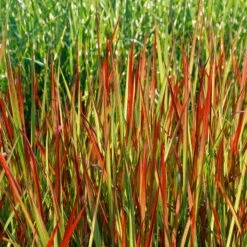 Japanisches Blutgras 'Red Baron', 2er-Set, Blattspitzen In Rot, Je Im 14 Cm Topf -Die grüne Ecke 0310300343 Imperata cylindrica RedBaron KB 9 11er Topf 34536 1