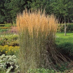 Trockenresistente Stauden Set, 18 Pflanzen Für 3 M², Bunt -Die grüne Ecke 0310300400 Calamagrostis Karl Foerster Koelles Beste 11cm Topf 4890