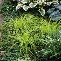 Japansegge 'Everillo' Creme-weiß, Topf-Ø 12 Cm, 3er-Set -Die grüne Ecke 0310300414 Carex Everillo KB 12cm Topf 02 39231