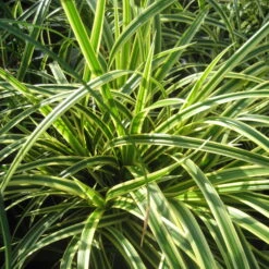 Garten-Segge 'Vanilla Ice', Topf-Ø 12 Cm, 3er-Set -Die grüne Ecke 0310300562 Carex VanillaIce KB 12cmTopf 39228