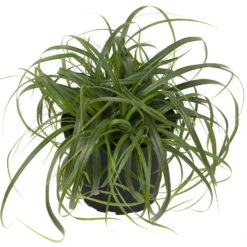 Segge 'Ribbon Falls' Dunkelgrün, Topf-Ø 12 Cm, 3er-Set -Die grüne Ecke 0310300594 Carex Ribbon Falls 1 85224