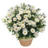 Kissenaster 'Girasol' Weiß, Topf-Ø 12 Cm, 3er-Set -Die grüne Ecke 0310500449 1446 aster dumosus girasol weiss 68430