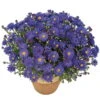 Kissenaster 'Azurit' Blauviolett, Topf-Ø 12 Cm, 3er-Set