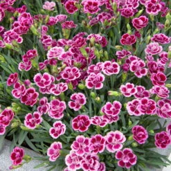 Prinzess-Nelke 'Pink Kisses®' Pink-rosa, Topf-Ø 12/13 Cm, 6er-Set -Die grüne Ecke 0310500850 Dianthus Pink Kisses 10 5 cm Topf 77232