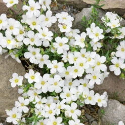 Insektenfreundliches Stauden Set, 18 Pflanzen Für 3 M², Bunt -Die grüne Ecke 0310500951 Arenaria montana 13 cm Topf 75495