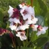 Bio Bergenie 'Harzkristall' Rosa-weiß, Topf-Ø 12 Cm, 3er-Set -Die grüne Ecke 0310501024 Bergenia Harzkristall 1 71869