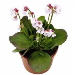Bio Bergenie 'Harzkristall' Rosa-weiß, Topf-Ø 12 Cm, 3er-Set -Die grüne Ecke 0310501024 Bergenia Harzkristall 2 71868