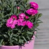 Duftnelken 'Peman' Pink, Topf-Ø 12/13 Cm, 6er-Set -Die grüne Ecke 0310501037 Dianthus Peman 3er Set1 87641