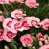 Stauden Nelke 'Peach Party®' Apricot Mit Rotem Auge, Topf-Ø 12 Cm, 6er-Set -Die grüne Ecke 0310501038 Dianthus Peach Party 3er Set1 87646