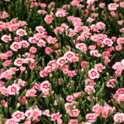 Stauden Nelke 'Peach Party®' Apricot Mit Rotem Auge, Topf-Ø 12 Cm, 6er-Set -Die grüne Ecke 0310501038 Dianthus Peach Party 3er Set2 87648