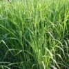 Bio Riesen-Chinaschilf, Topf 5 Liter -Die grüne Ecke 0310600462 Miscanthus sin Giganteus Koelle Bio C 5L 1 95735